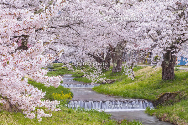 観音寺川の桜並木 [KNO110025139]