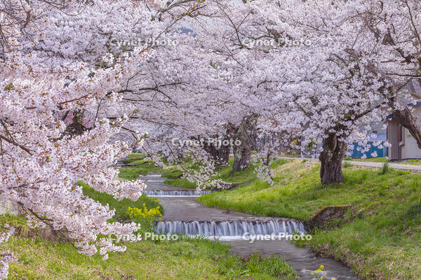 観音寺川の桜並木 [KNO110025141]
