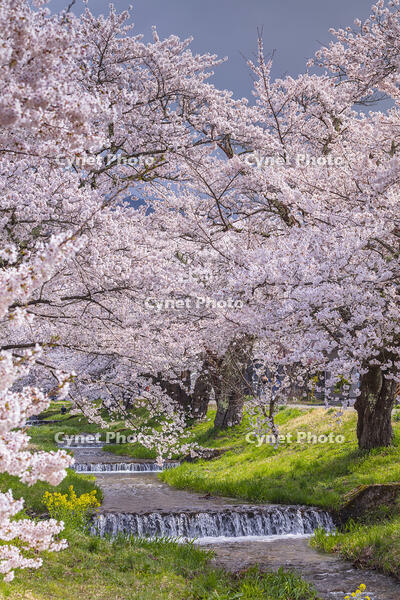 観音寺川の桜並木 [KNO110025142]