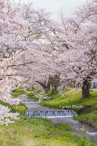 観音寺川の桜並木 [KNO110025143]