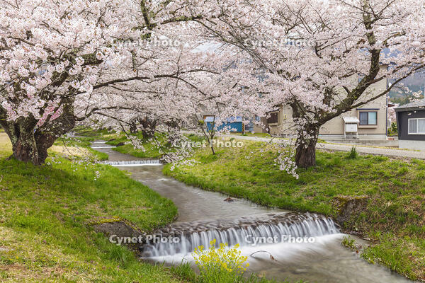 観音寺川の桜並木 [KNO110025145]