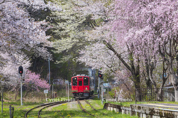湯野上温泉駅の桜と会津鉄道の列車 [KNO110025146]