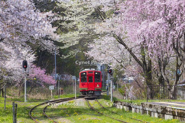 湯野上温泉駅の桜と会津鉄道の列車 [KNO110025147]