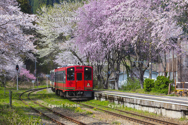 湯野上温泉駅の桜と会津鉄道の列車 [KNO110025148]