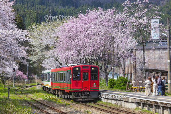 湯野上温泉駅の桜と会津鉄道の列車 [KNO110025149]