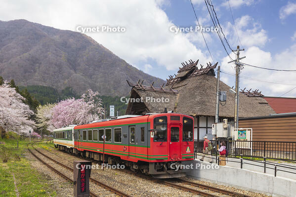 湯野上温泉駅の桜と会津鉄道の列車 [KNO110025150]