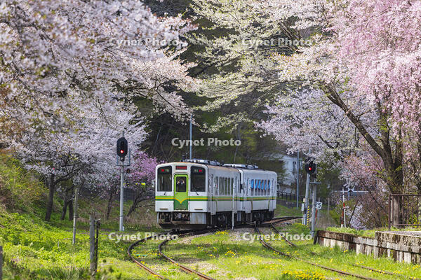 湯野上温泉駅の桜と会津鉄道の列車 [KNO110025151]