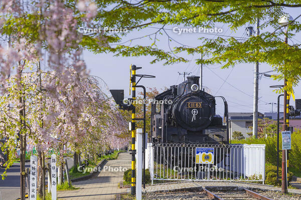 日中線しだれ桜並木 [KNO110025159]