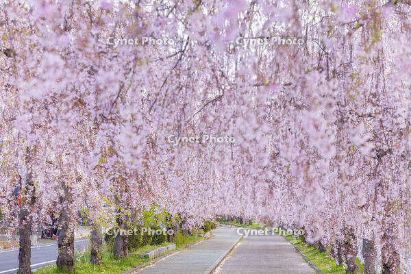 日中線しだれ桜並木 [KNO110025162]