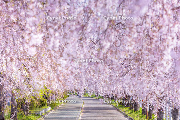 日中線しだれ桜並木 [KNO110025163]