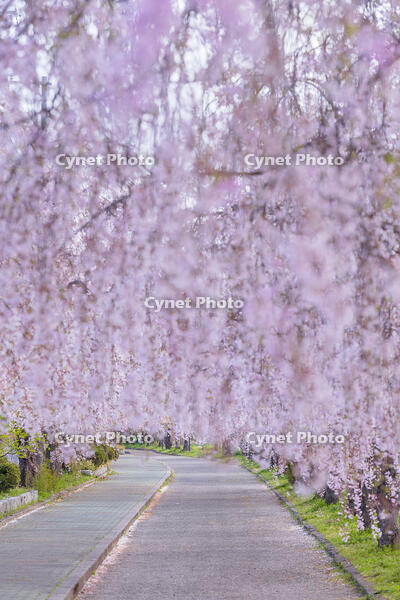 日中線しだれ桜並木 [KNO110025165]
