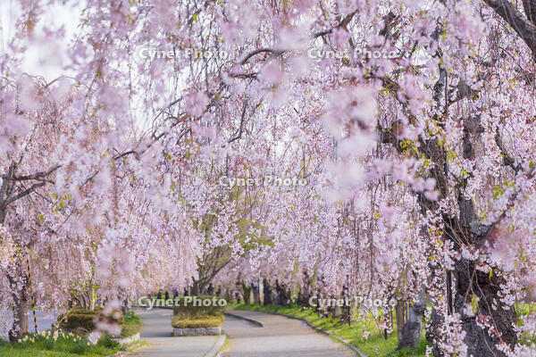 日中線しだれ桜並木 [KNO110025166]