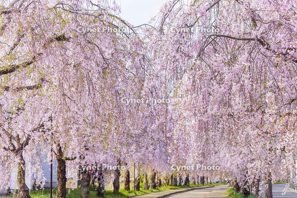 日中線しだれ桜並木 [KNO110025169]