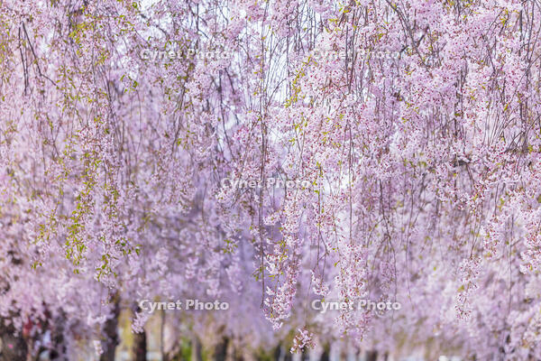 日中線しだれ桜並木 [KNO110025170]