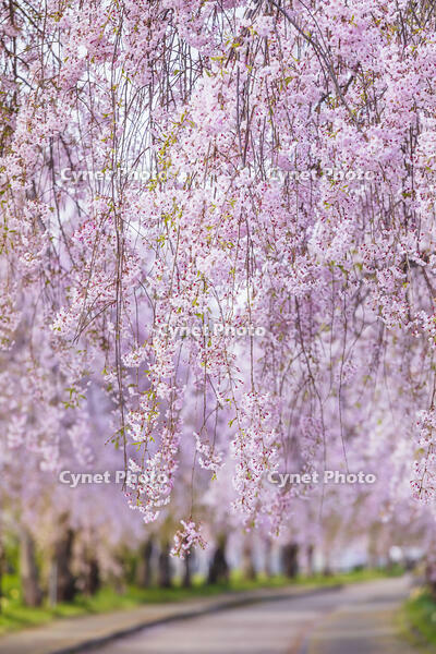 日中線しだれ桜並木 [KNO110025171]