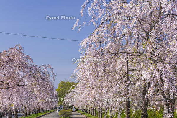 日中線しだれ桜並木 [KNO110025172]