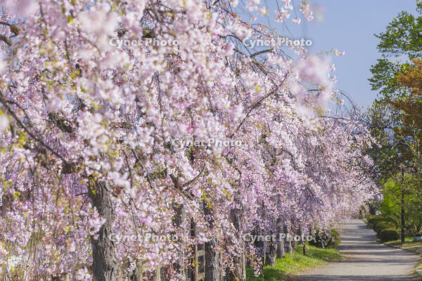 日中線しだれ桜並木 [KNO110025174]