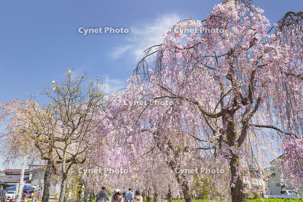 日中線しだれ桜並木 [KNO110025176]