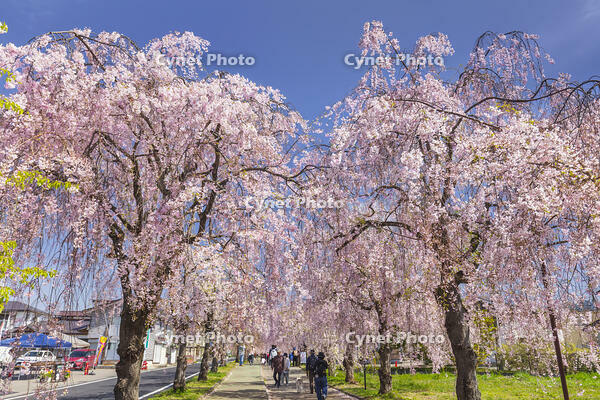 日中線しだれ桜並木 [KNO110025178]