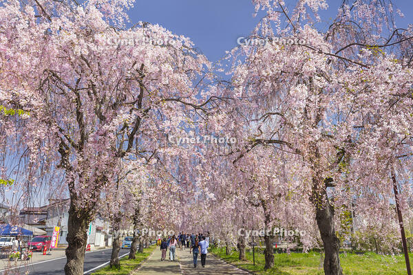 日中線しだれ桜並木 [KNO110025179]