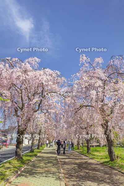 日中線しだれ桜並木 [KNO110025183]