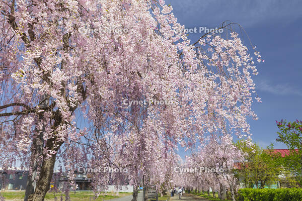 日中線しだれ桜並木 [KNO110025188]