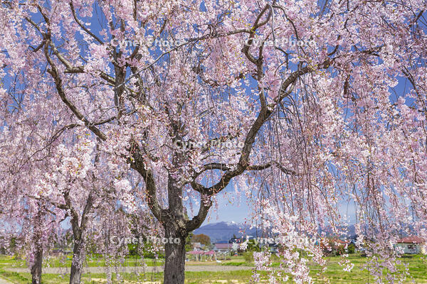 日中線しだれ桜並木 [KNO110025190]