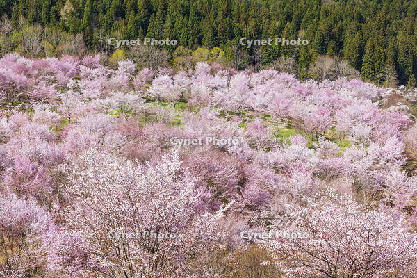 桜峠のオオヤマザクラ [KNO110025197]