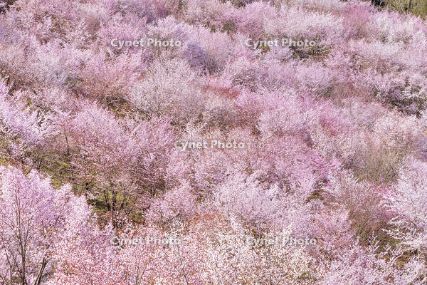 桜峠のオオヤマザクラ [KNO110025201]