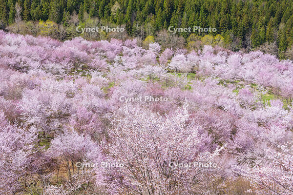 桜峠のオオヤマザクラ [KNO110025204]