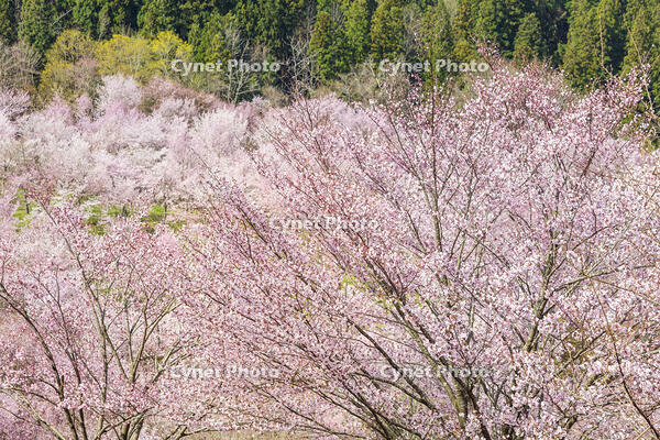 桜峠のオオヤマザクラ [KNO110025206]