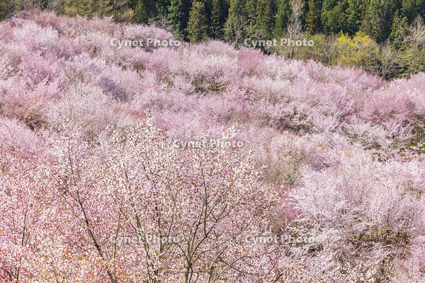 桜峠のオオヤマザクラ [KNO110025207]