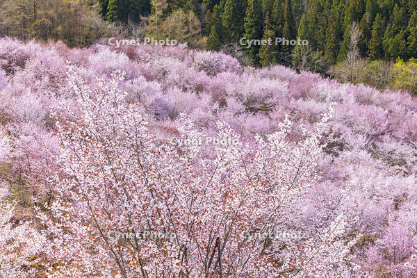 桜峠のオオヤマザクラ [KNO110025212]
