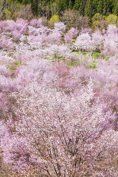 桜峠のオオヤマザクラ [KNO110025213]