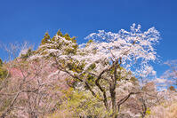 東京都　多摩森林科学園 [KHI110015140]