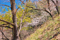 東京都　多摩森林科学園 [KHI110015141]