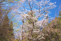 東京都　多摩森林科学園 [KHI110015142]