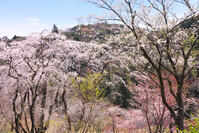 東京都　多摩森林科学園 [KHI110015144]