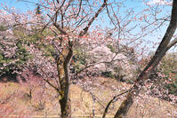 東京都　多摩森林科学園 [KHI110015145]