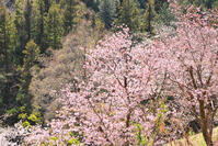 東京都　多摩森林科学園 [KHI110015146]