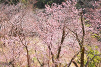 東京都　多摩森林科学園 [KHI110015147]