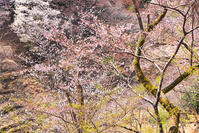 東京都　多摩森林科学園 [KHI110015148]