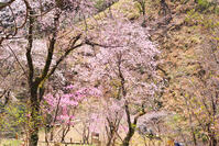 東京都　多摩森林科学園 [KHI110015149]