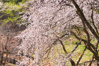 東京都　多摩森林科学園 [KHI110015151]