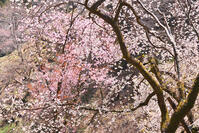 東京都　多摩森林科学園 [KHI110015152]