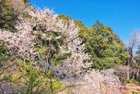 東京都　多摩森林科学園 [KHI110015154]