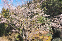 東京都　多摩森林科学園 [KHI110015155]