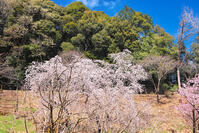 東京都　多摩森林科学園 [KHI110015157]