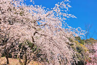 東京都　多摩森林科学園 [KHI110015158]