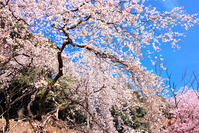 東京都　多摩森林科学園 [KHI110015160]